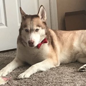 Meet your Posher, Ronnie-lynn